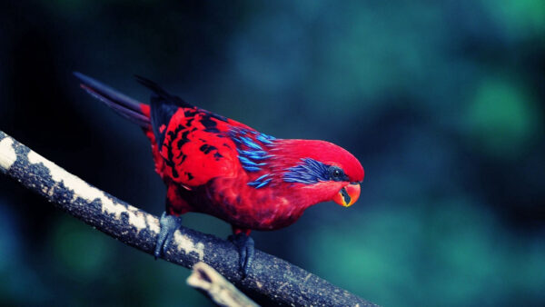 Wallpaper Red, Blue, Birds, Background, Standing, Tree, Branch, Bird, Blur