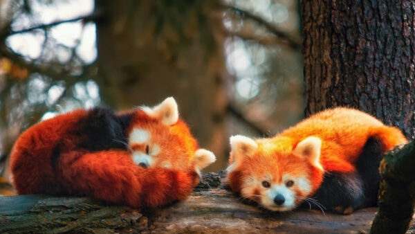 Wallpaper Lying, Down, Tree, Trees, Pandas, Forest, Desktop, Trunk, Panda, Red, Two, Background, Blur, Are