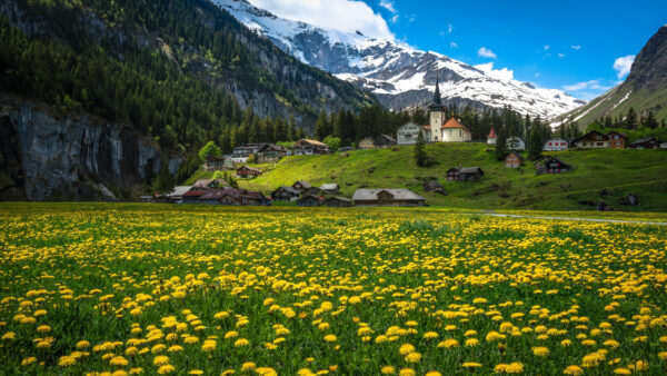 Wallpaper Mobile, Field, Blue, Yellow, Covered, Scenery, White, Landscape, View, Flowers, Sky, Snow, Desktop, Under, Mountains