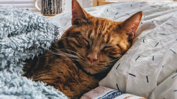 Wallpaper Cat, Brown, Sleeping, Desktop, Bed