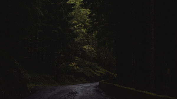 Wallpaper Trees, Nighttime, Nature, Desktop, During, Forest, Road, Mobile, Between