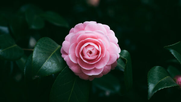 Wallpaper Desktop, Green, Petals, Flower, Rose, Mobile, Leaves, Pink