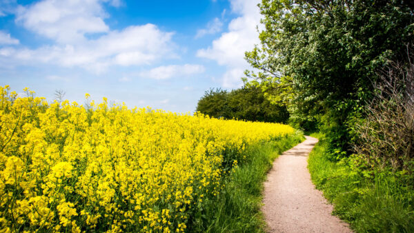Wallpaper Sky, Bushes, Path, Beautiful, Green, Under, Trees, Yellow, Flowers, Blue, Grass, Clouds, White, Plants, Desktop, Mobile