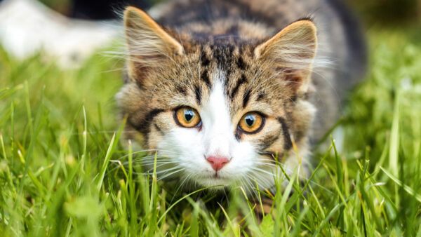 Wallpaper Cat, Field, Brown, The, Grass, Eyes, Sitting, With
