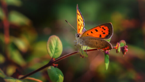 Wallpaper Leaf, Shallow, Standing, Desktop, Background, Butterfly, Birds, With