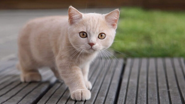 Wallpaper Light, Pathway, Stare, Yellow, Look, With, Kitten, Eyes, White, Standing, Brown, Cat