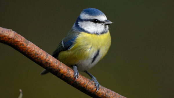 Wallpaper Background, Branch, Tree, Blue, Green, Bird, Desktop, Birds, Yellow