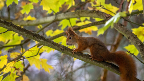 Wallpaper Squirrel, Tree, Cute, Animals, Desktop, Branch