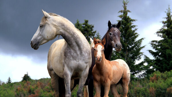 Wallpaper Dark, And, Animals, Horses, Desktop, Clouds, Background, Trees, With