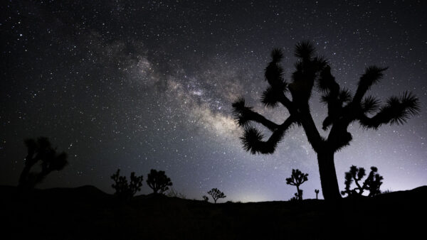 Wallpaper Night, Silhouette, Starry, Cactus, Sky, Mobile, Desktop, Nature