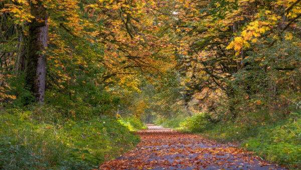 Wallpaper Grass, Dry, Desktop, Between, Daytime, Leaves, Colorful, During, With, Mobile, Road, Trees, Green, Autumn, Nature