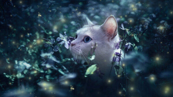 Wallpaper Flower, Middle, Plants, Cat, Standing, Field, The, White