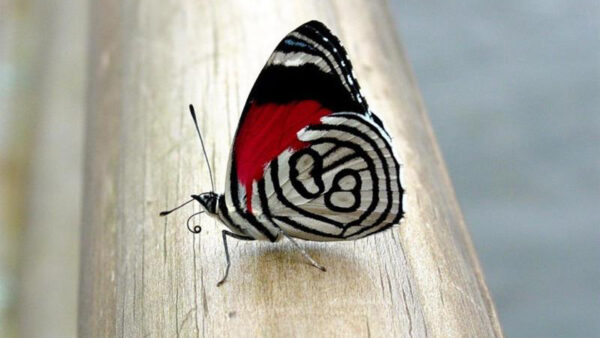 Wallpaper White, View, Black, Design, Butterfly, Closeup, Red