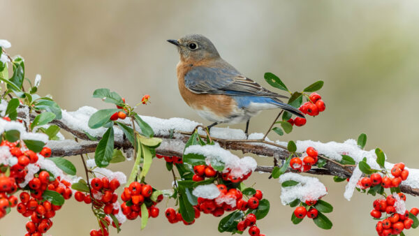Wallpaper Branches, Bluebird, With, Cherry, Plum, Standing, Birds, Background, Blur, Red, Tree, Mobile, Snow, Desktop