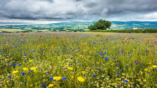 Wallpaper Sky, Mobile, Black, Clouds, Trees, Yellow, Field, Blue, Meadow, Flowers, Green, Under, Desktop, White, Red