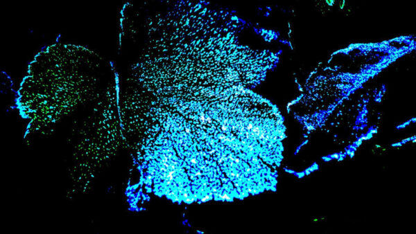 Wallpaper Blue, Art, Abstract, Desktop, Leaves