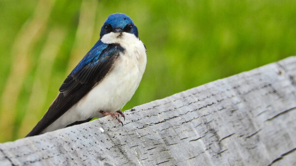 Wallpaper Wood, Bench, Background, Green, Blue, Bird, Sitting, Blur, Birds, White, Desktop