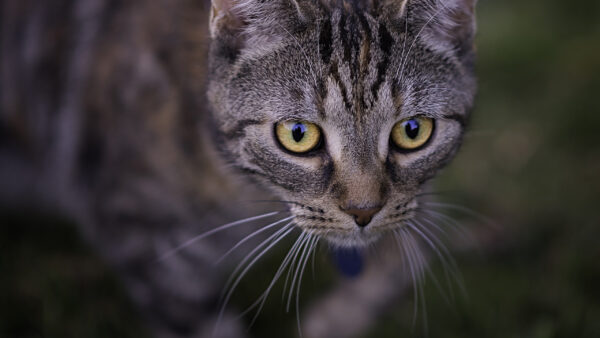 Wallpaper With, Black, Desktop, Cat, Green, Eyes, And, Gray