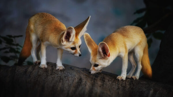 Wallpaper Tree, Fox, Fennec, Foxes, Two, Trunk, Are, Standing