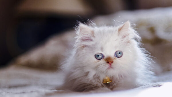 Wallpaper Blur, Eyes, White, Gray, With, Background, Desktop, Kitten