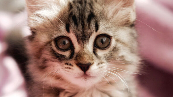 Wallpaper White, Black, Closeup, Cat, Kitten, View