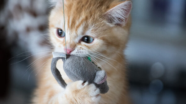 Wallpaper Cat, Cute, Sitting, Brown, Background, Blur, White, Light, Kitten