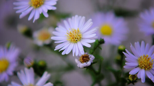 Wallpaper Purple, Buds, Flowers, White