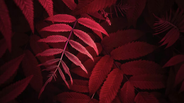 Wallpaper Nature, Plant, Leaves, Closeup, Photo, Desktop, Red