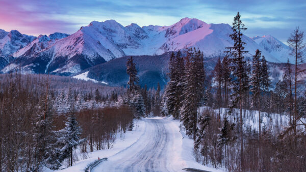 Wallpaper Forest, Between, Path, View, Trees, Landscape, Photography, Covered, Snow, Mountains