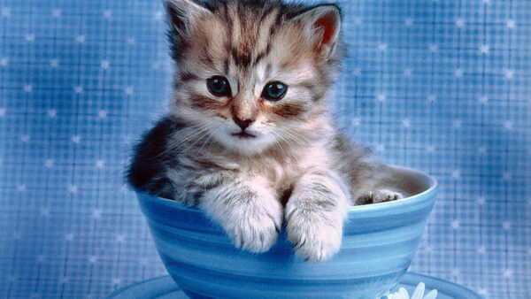 Wallpaper Cute, Saucer, Inside, Brown, Cup, Blue, And, Kitten, White, Cat