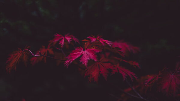 Wallpaper Red, Autumn, Leaves, Fall, Dark, Nature, Background, Forest