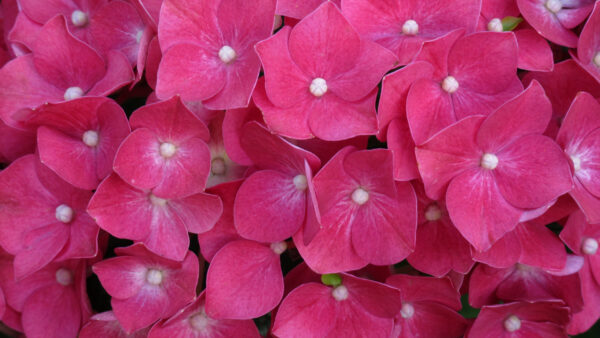 Wallpaper Flowers, Hydrangea, View, Closeup, Pink