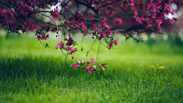 Wallpaper Branches, Nature, Tree, Field, Grass, Green, Blossom, Pink, Closeup, And, Flowers, View