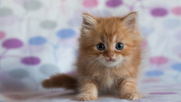 Wallpaper Cute, Bedsheet, Eyes, White, Colorful, Blue, Cat, Brown, Kitten