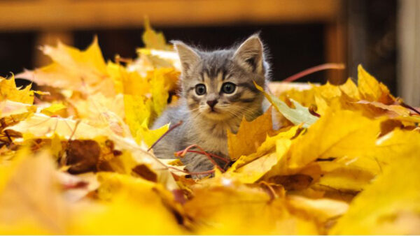 Wallpaper Kitten, Cat, Fallen, White, Yellow, Black, Leaves, Sitting