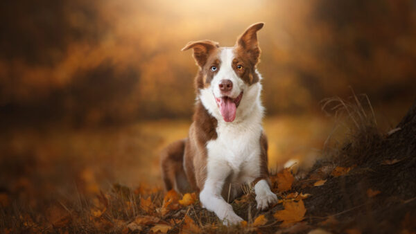 Wallpaper Leaves, Brown, White, Dry, Background, Dog, Blur, Sitting