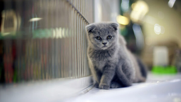 Wallpaper Fur, Blur, Scottish, Background, Cat, Lights, Cute, Ash, Dark, Bokeh