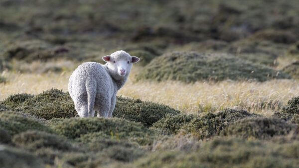 Wallpaper Standing, Grass, Sheep