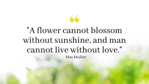 Wallpaper Flower, Cannot, Blossom, Sunshine, Inspirational, Without