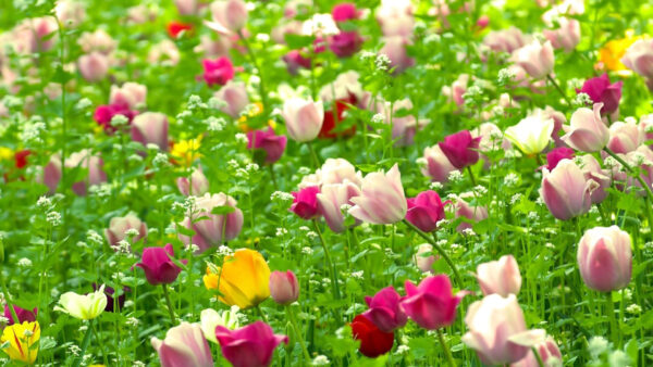 Wallpaper Yellow, Pin, Flowers, Tulip, Field, Light, Dark