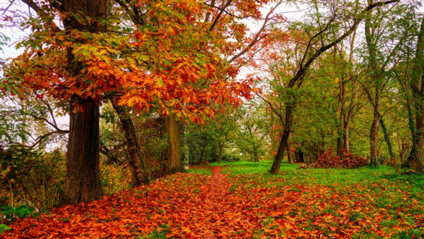 Wallpaper Nature, Grass, Red, Field, Leaves, Scenery, Trees, Green, Autumn