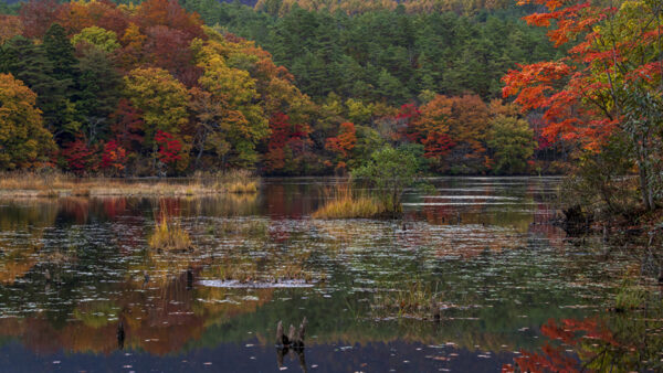 Wallpaper Lake, Green, Trees, Autumn, Orange, Red, Yellow, Reflection, During, Spring, Leaves, Forest, Swamp, Daytime