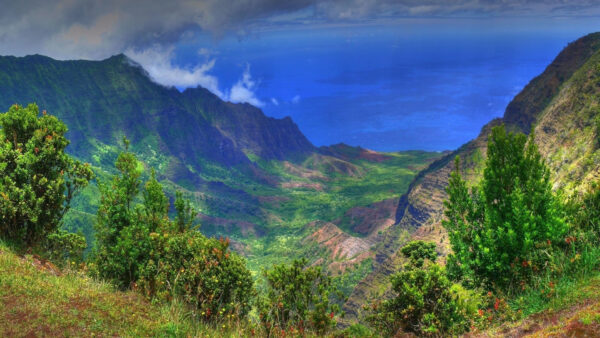 Wallpaper Greenery, Nature, View, Bushes, Aerial, Plants, Ocean, Mountain