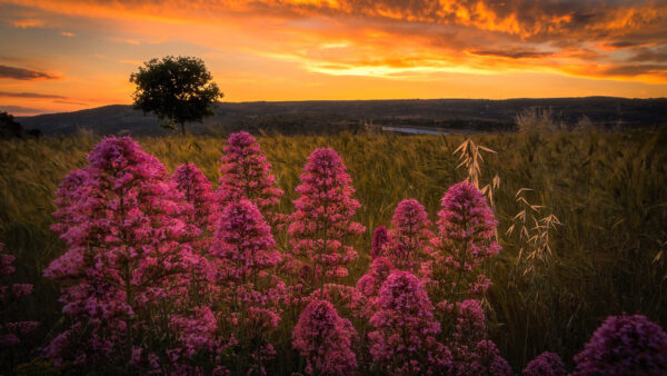 Wallpaper Closeup, Field, Blue, Flowers, Plants, Yellow, Sunset, View, Sky, Clouds, Grass, Black, Under, During, Pink, Green, Nature