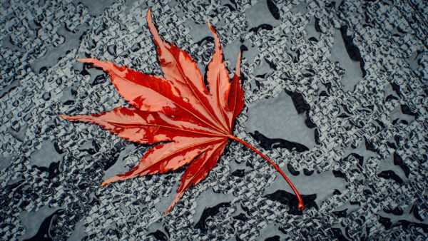 Wallpaper Leaf, Water, Drops, Mobile, Desktop, Road, Red, Maple, Photography