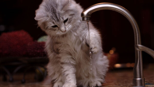 Wallpaper Cat, Funny, With, Water, Playing