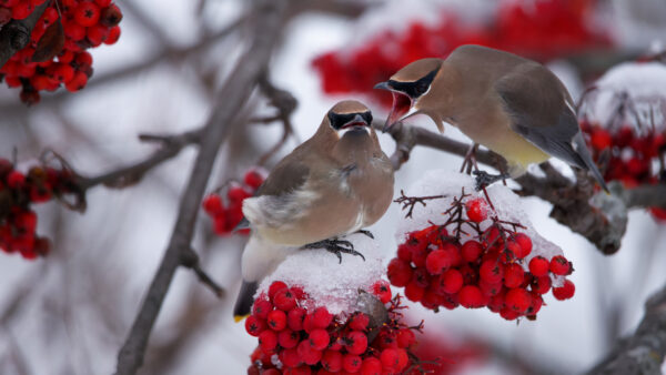 Wallpaper Branches, Standing, Fruits, Frozen, Birds, Tree, Covered, Two, Are, Cherry, Snow, Red, Waxwing