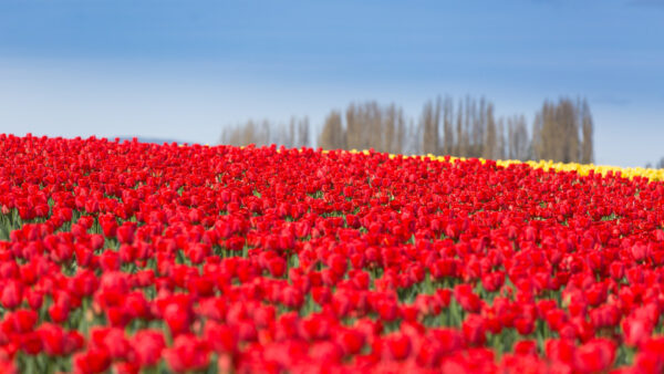 Wallpaper Sky, Blue, Background, View, Field, Flowers, Closeup, Tulip, Red