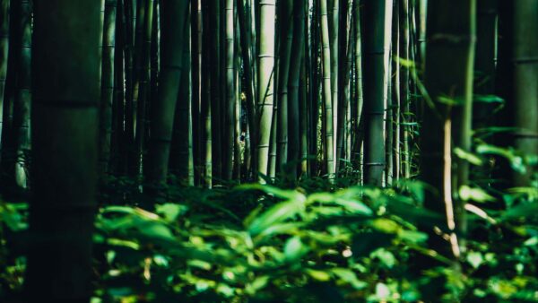 Wallpaper Bamboo, Leaves, Nature, Forest, Trees, Desktop, Bushes, Greenery