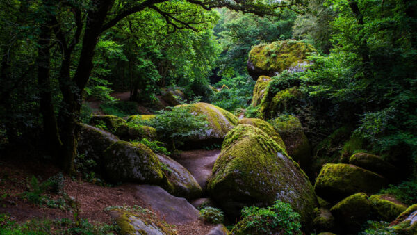 Wallpaper Algae, Trees, Bushes, Daytime, Covered, Desktop, During, Rocks, Forest, Nature